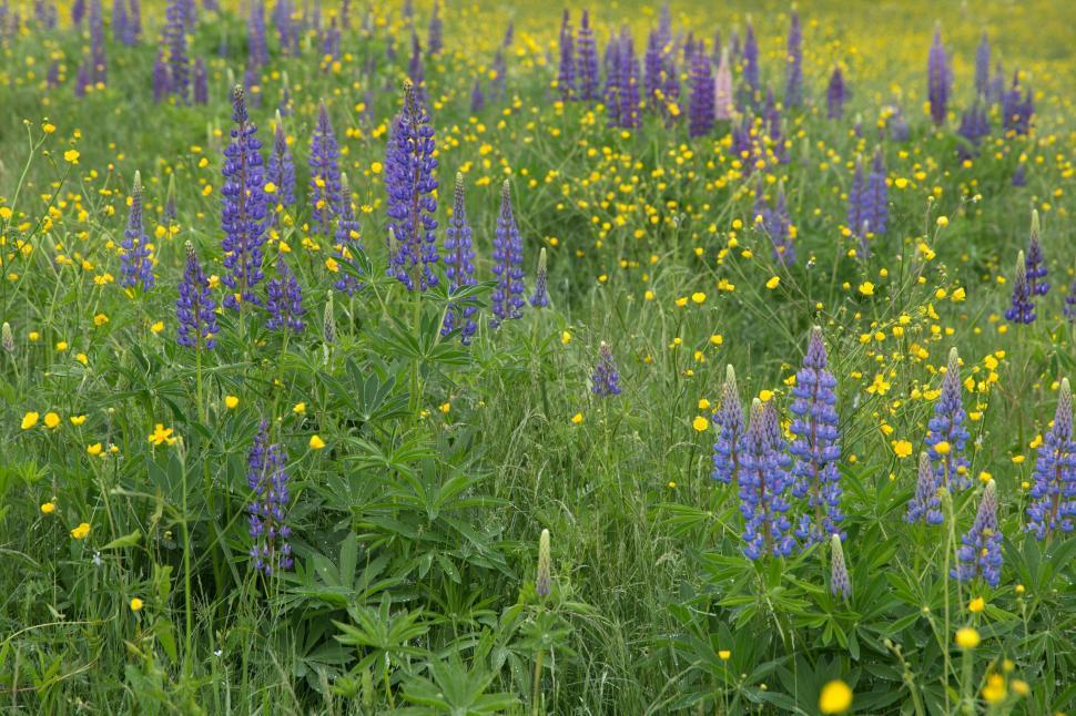 Free Image of Lupine Garden  