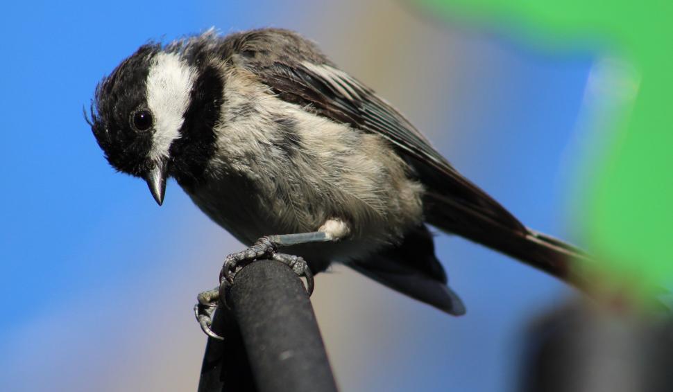 Free Stock Photo of Black-capped chickadee | Download Free Images and ...