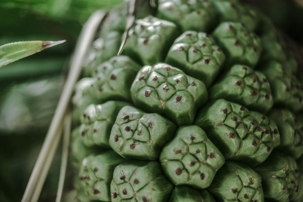 Free Image of Green Fruit  