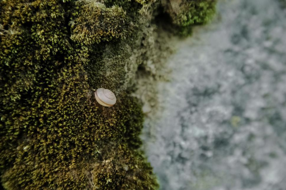 Free Image of Snail  