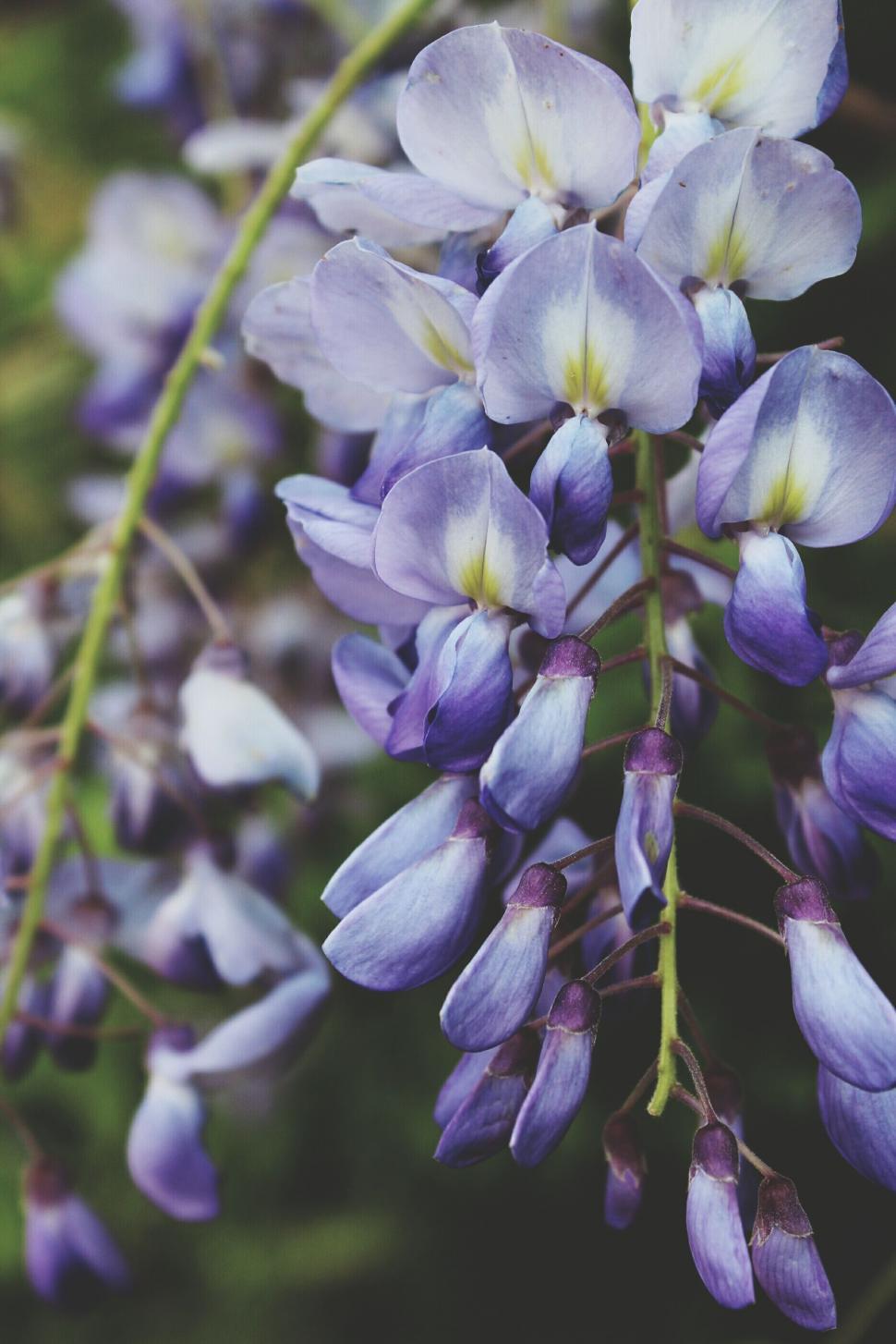 Free Image of Purple White Flowers  