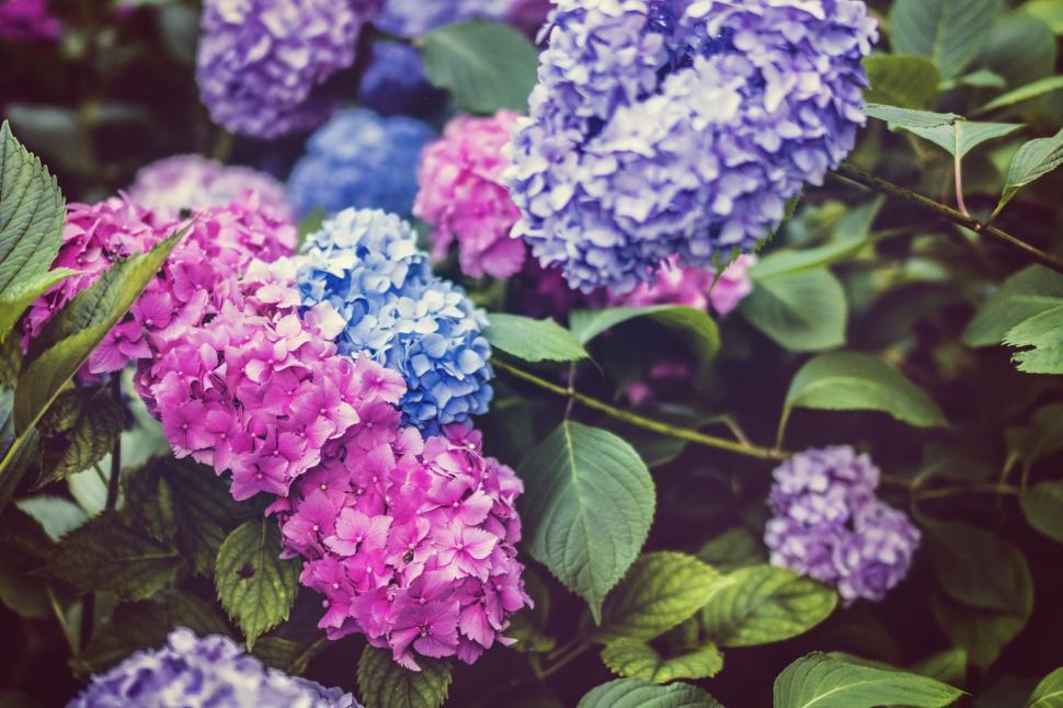 Free Image of Hydrangea Flowers 
