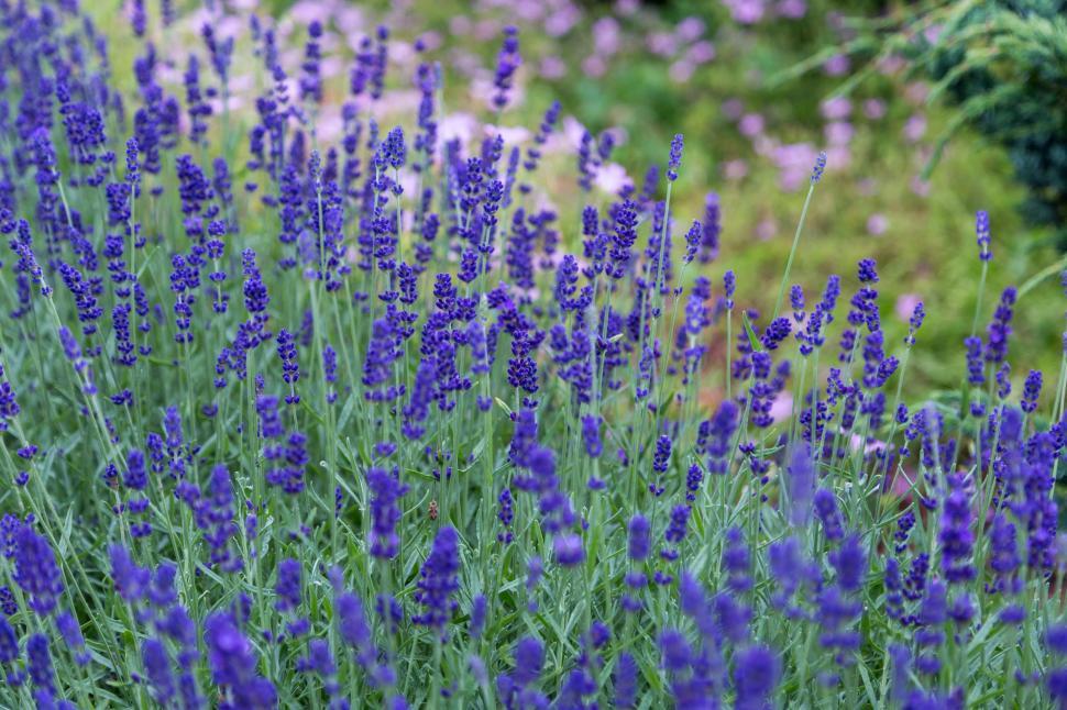 Free Image of Wild lupine 