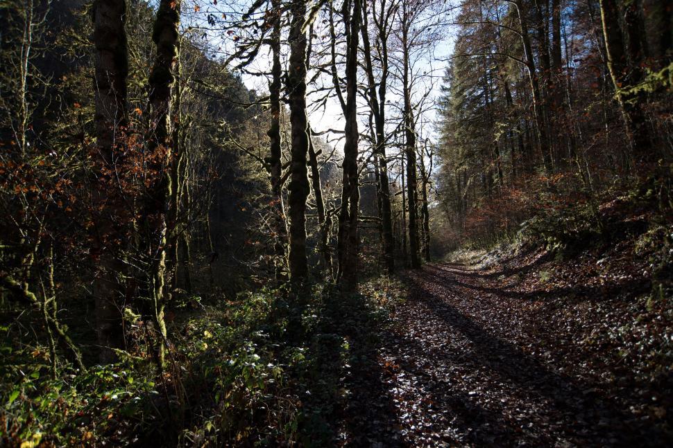 Free Image of Forest Trees  