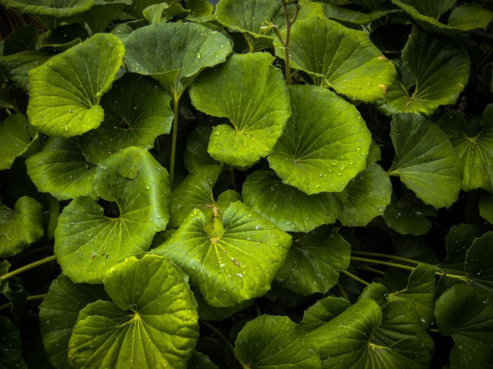 Free Image of Green Leaves  