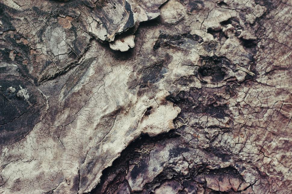 Free Image of Tree Bark  