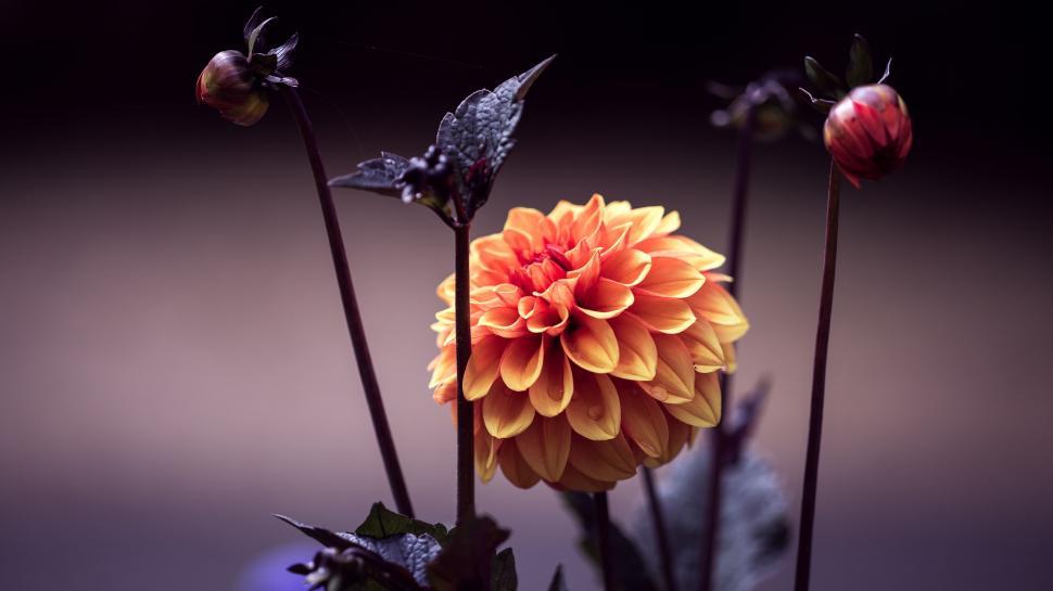 Free Image of Flower and Flower Buds  