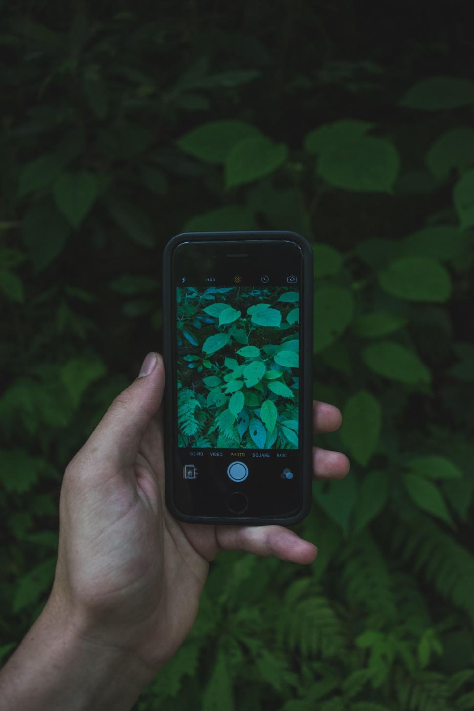 Free Image of Green Leaves pictures with phone smartphone 