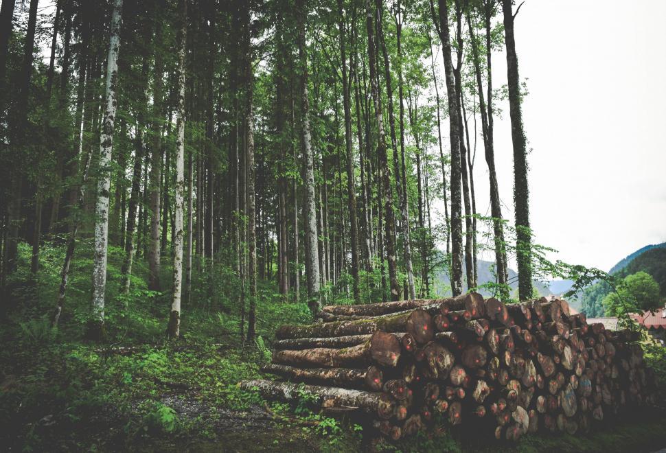 Wooden Logs With Forest On Background Stock Photo - Download Image