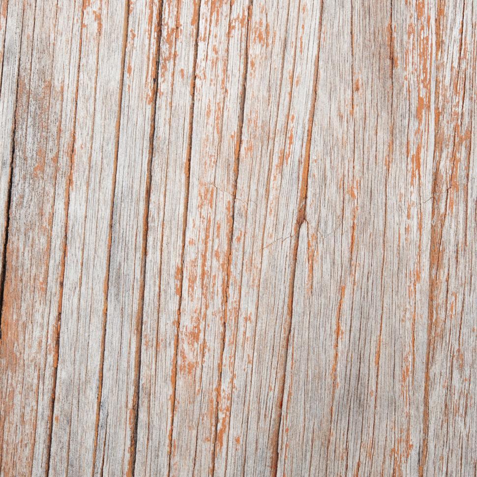 Free Image of Tree Stump - Detailing  