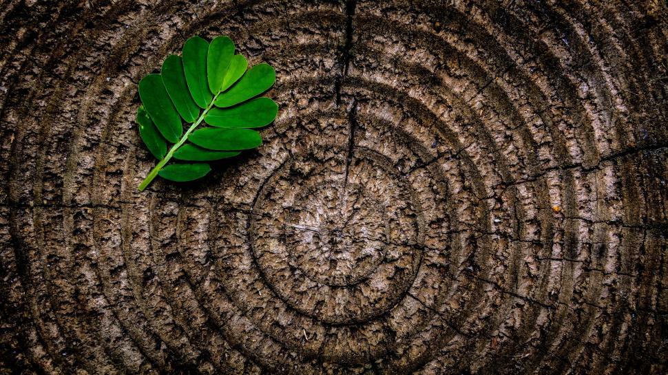 Free Image of Tree Stump with leaves  