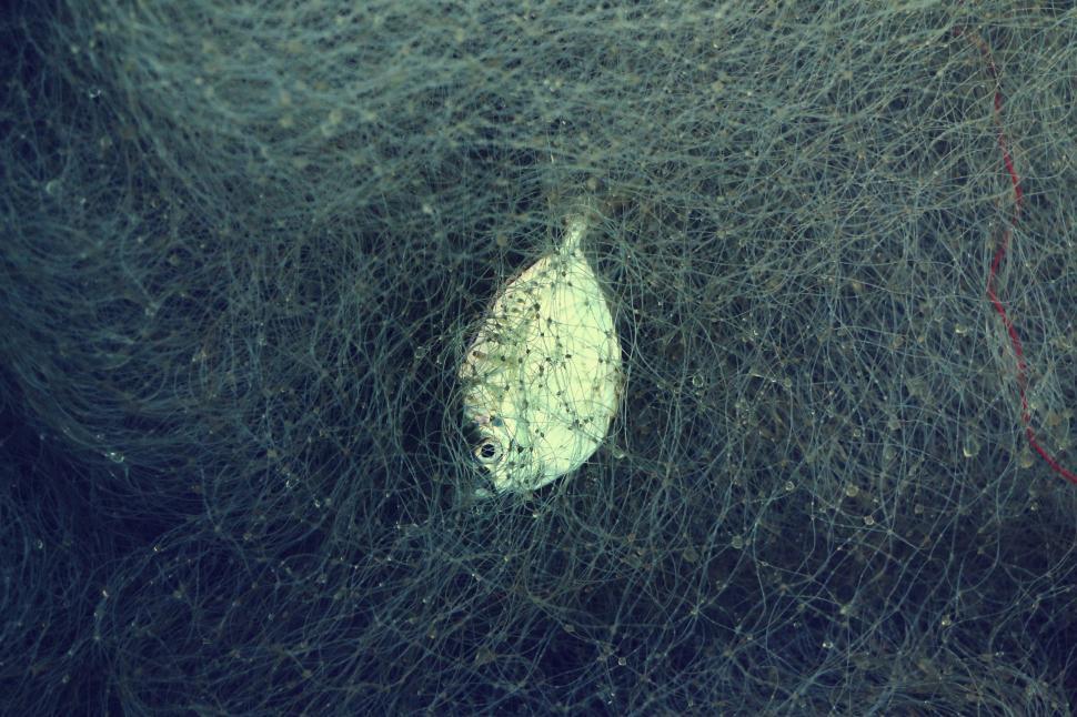 Free Image of Fish in Net  
