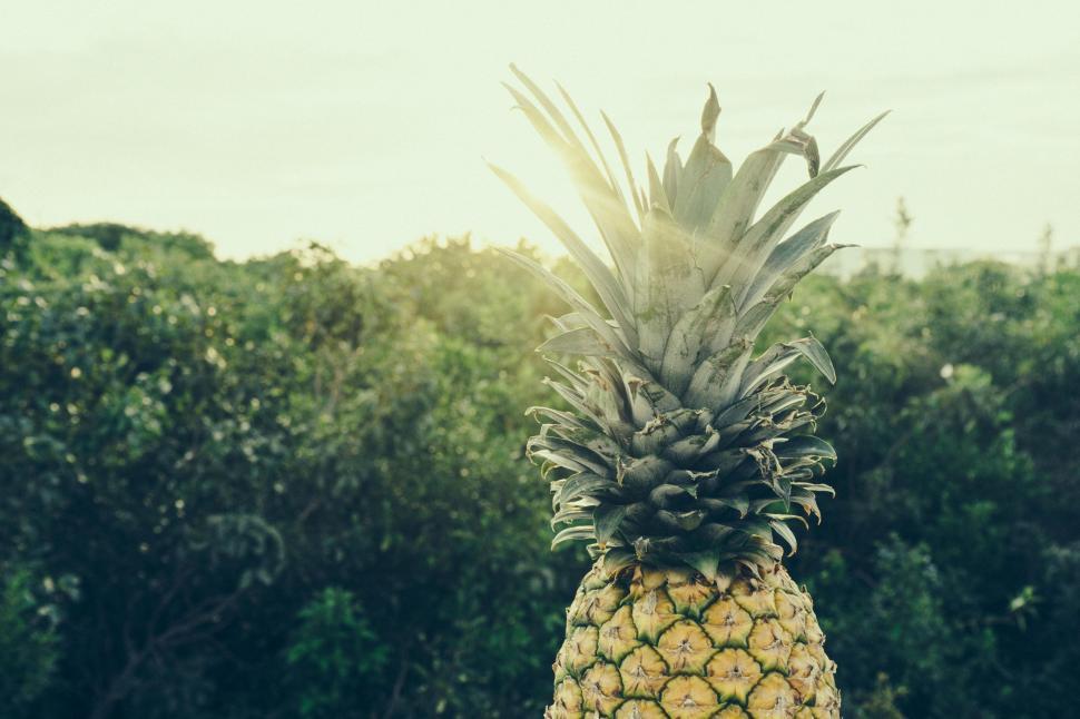 Free Image of Sun glare and Pineapple  