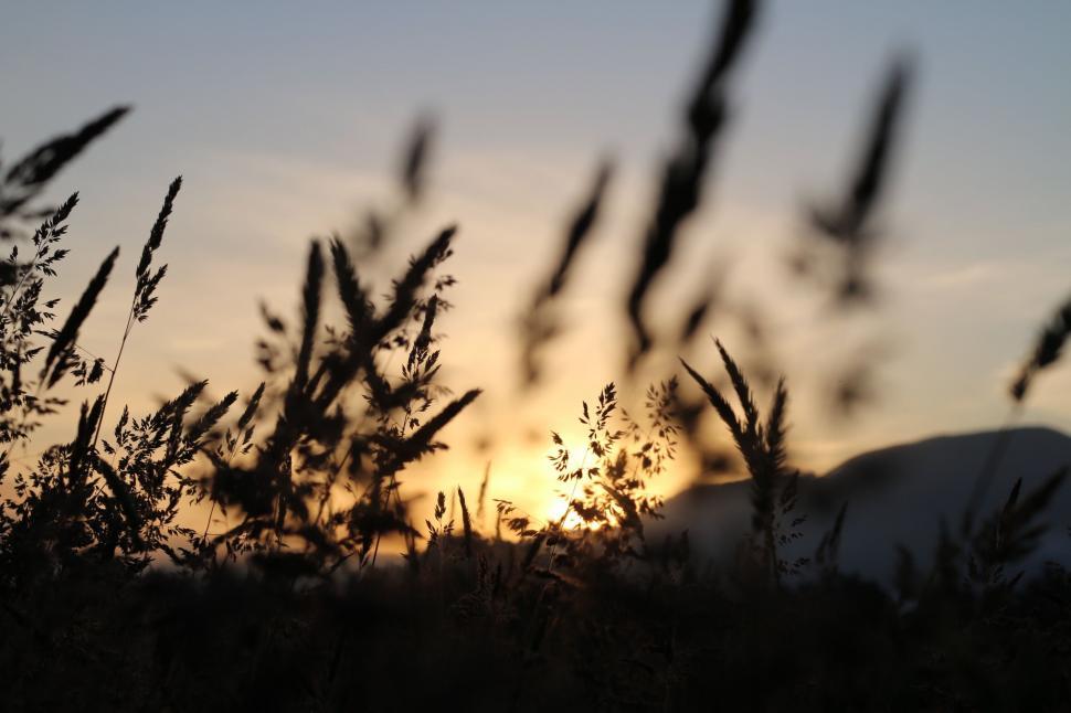 Free Image of Silhouette of grass  