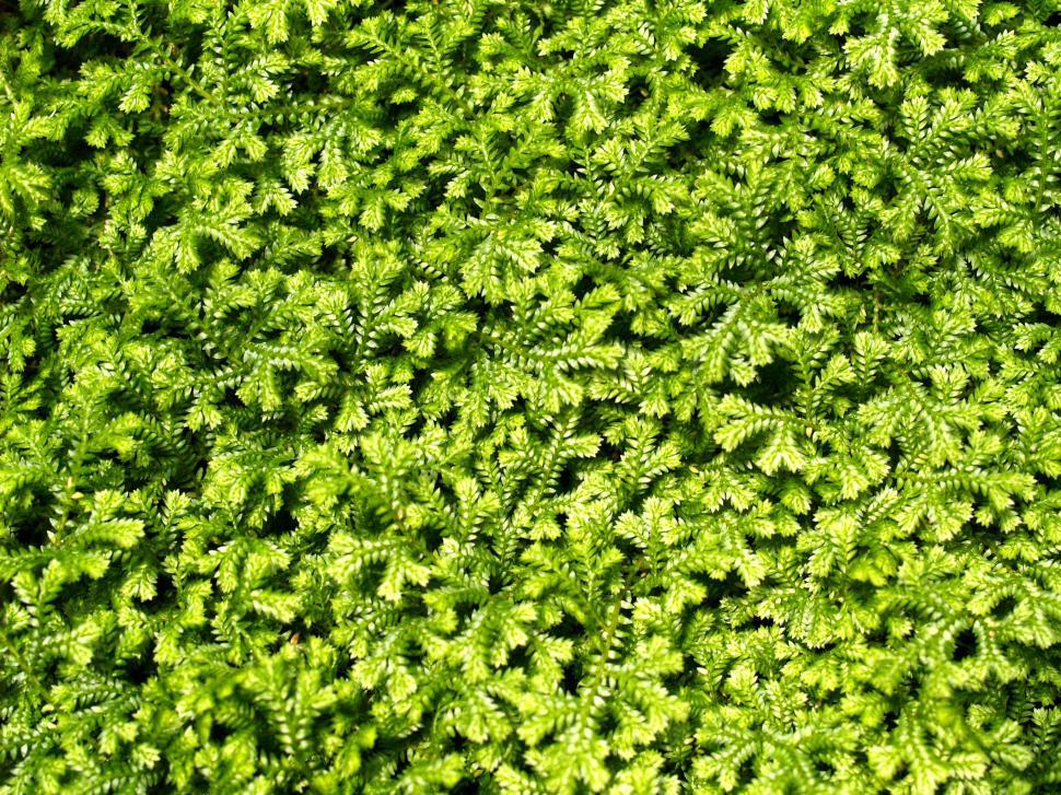 Free Image of Fern Leaves - Detailing  