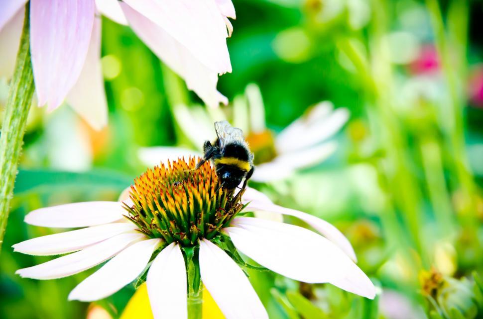 Free Image of Bubble bee on flower  