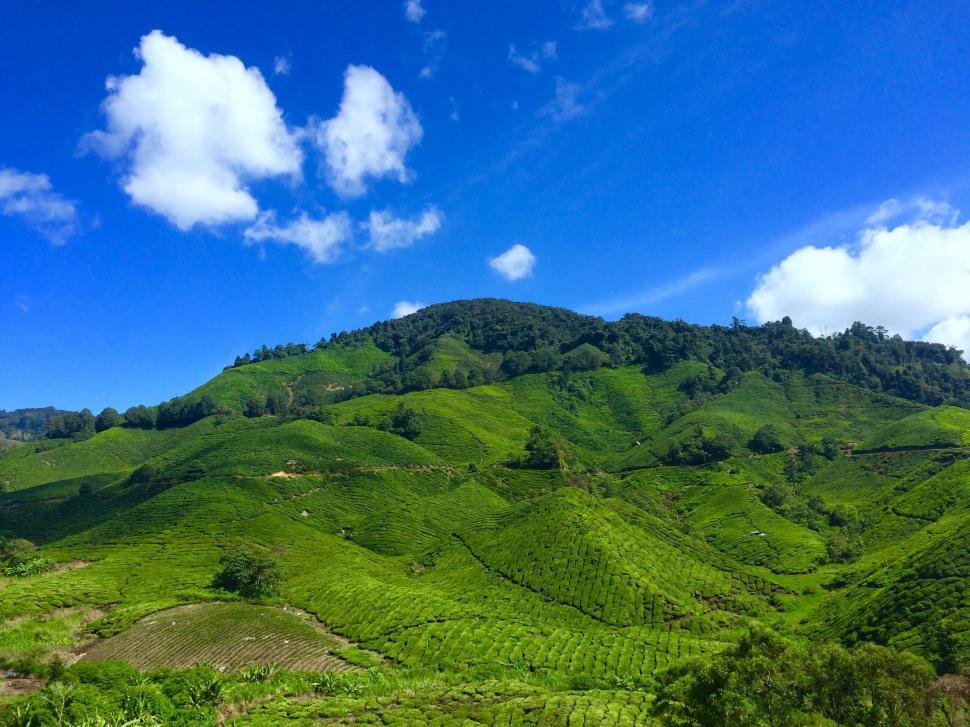 Free Image of Green crop land on mountain  