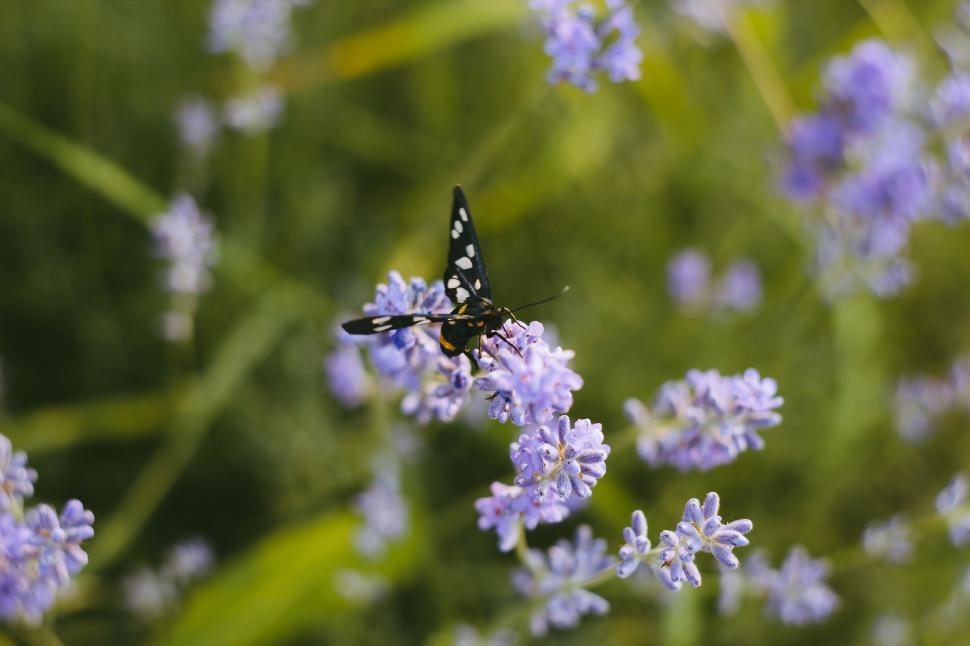 Free Image of Butterfly on flowers  