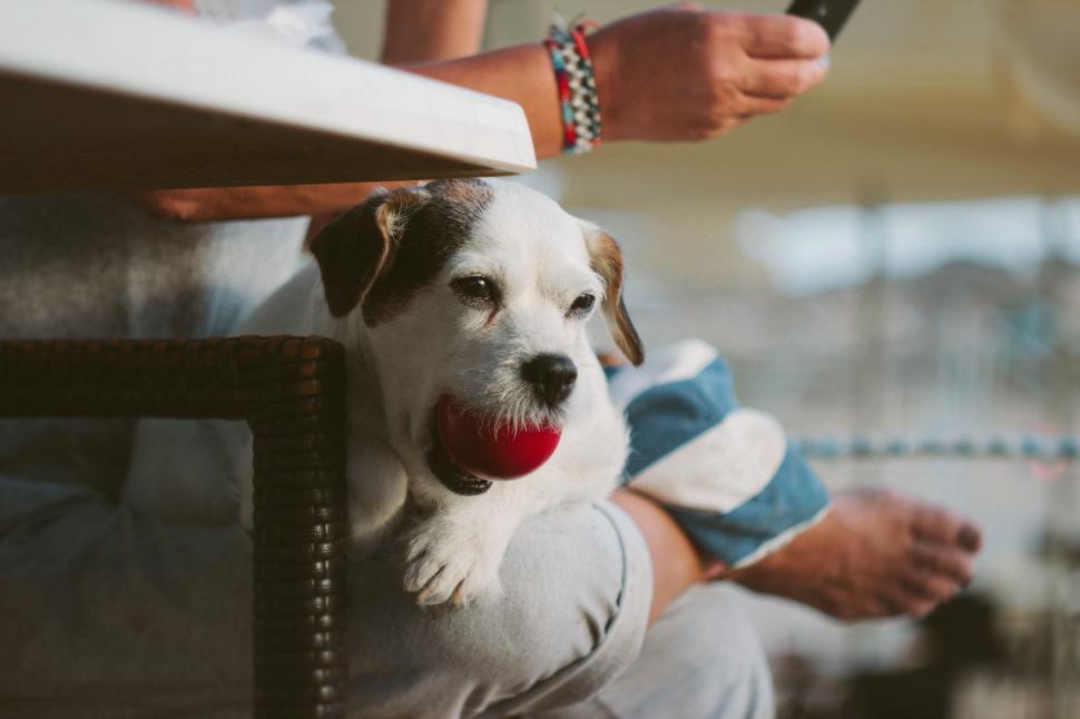 Free Image of Dog with ball in mouth 
