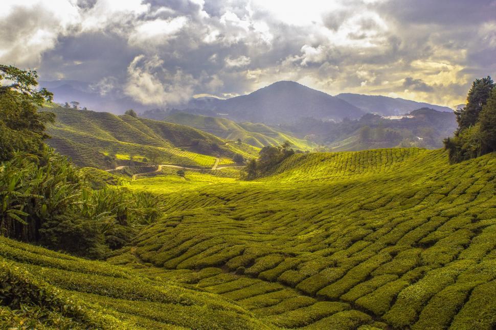 Free Image of Tea Plantation 