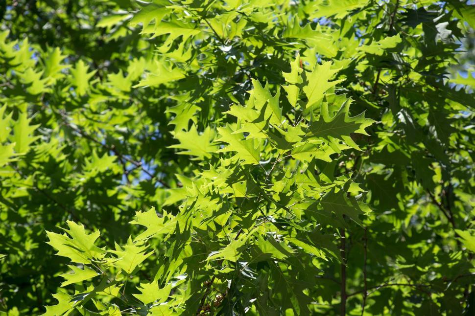 Free Stock Photo of Green Leaves on Tree Download Free Images and