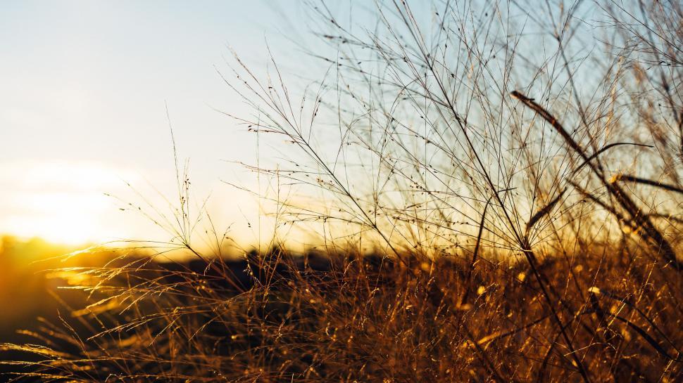 Free Image of Sunglare and Grass 