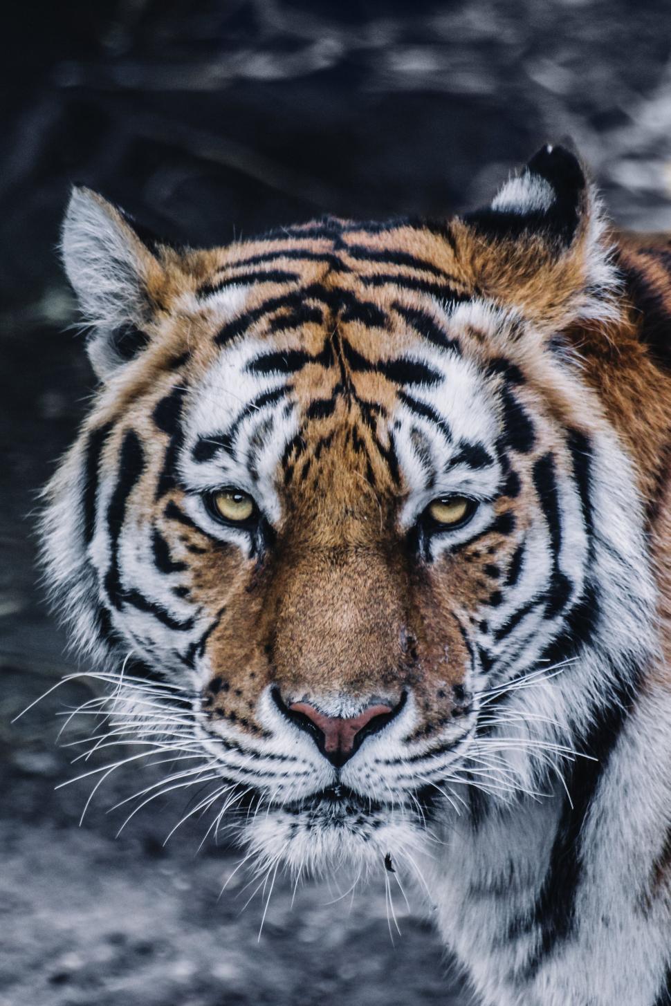 Siberian Tiger Portrait Stock Photo - Download Image Now - Tiger