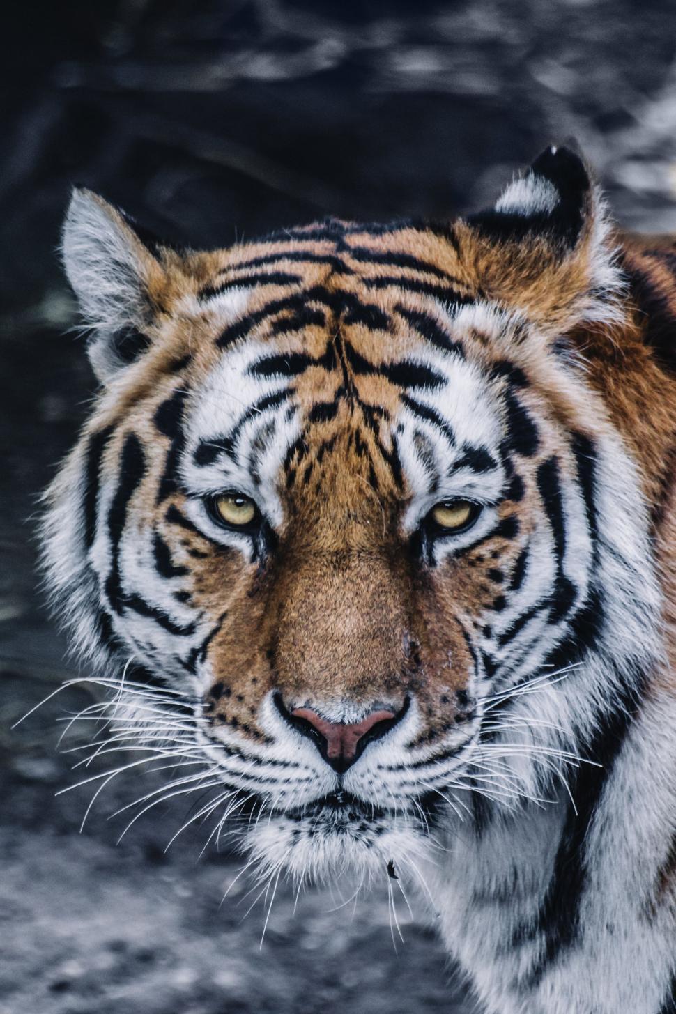 bengal tiger eye close up