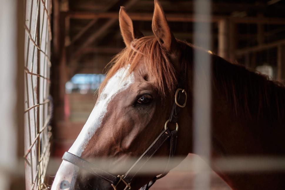 Free Image of Horse Eye and ears  