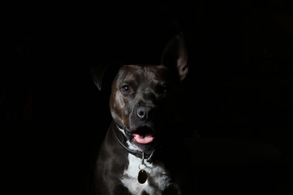 Free Image of Black Dog  