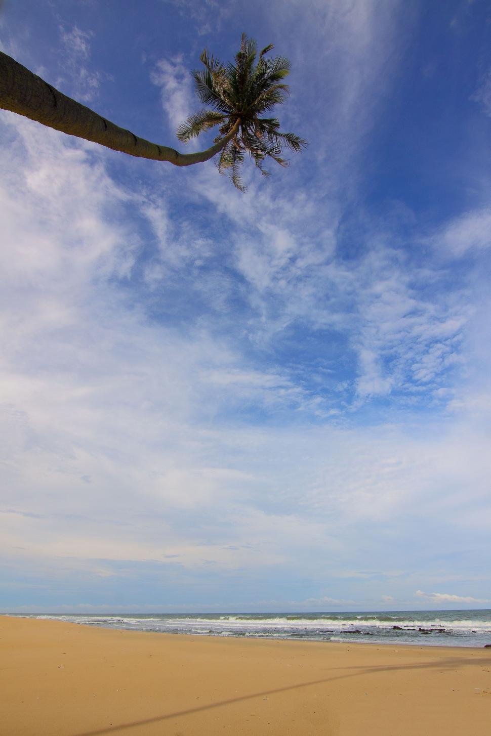 Free Image of Beach and Tropical Tree - Copy Space  