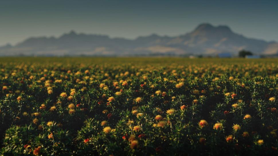 Free Image of Yellow Flower Garden  