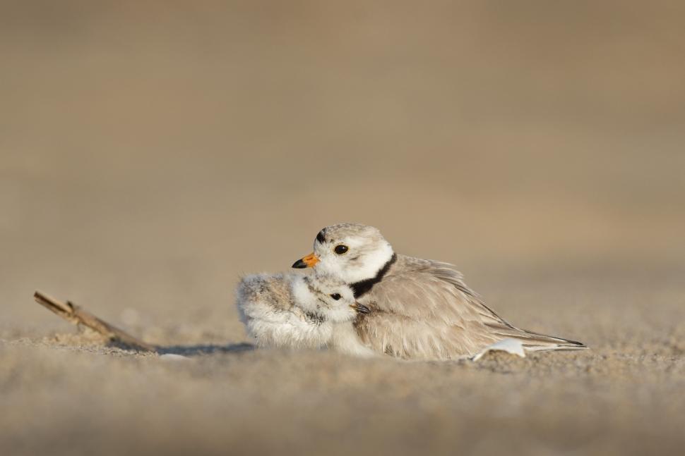 Free Image of Bird and bird baby  