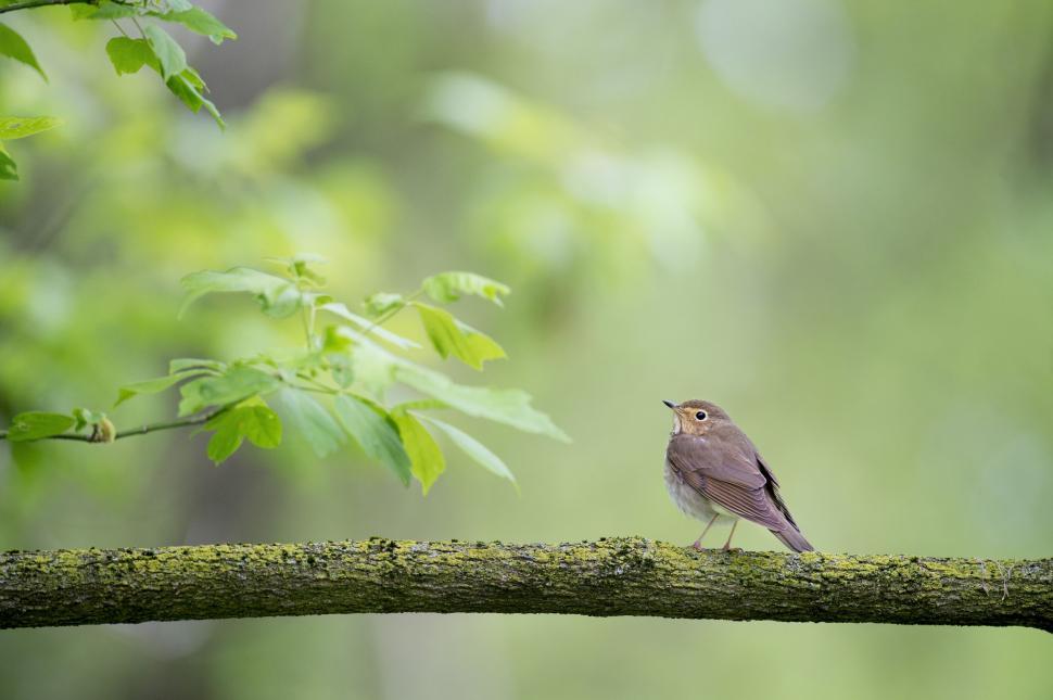 Free Image of Brown Bird  