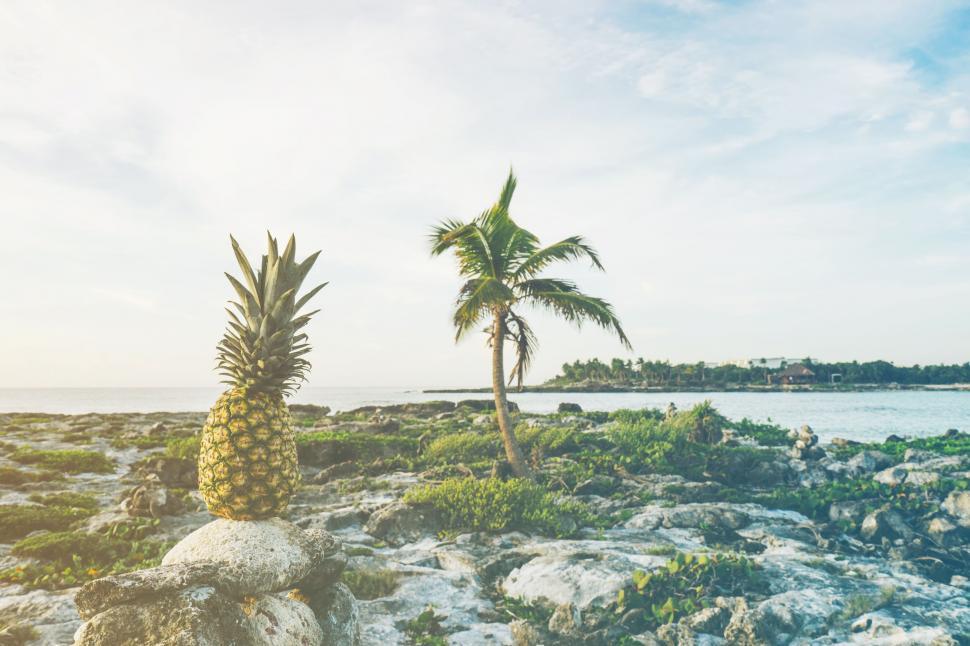 Free Image of Pineapple on rock  