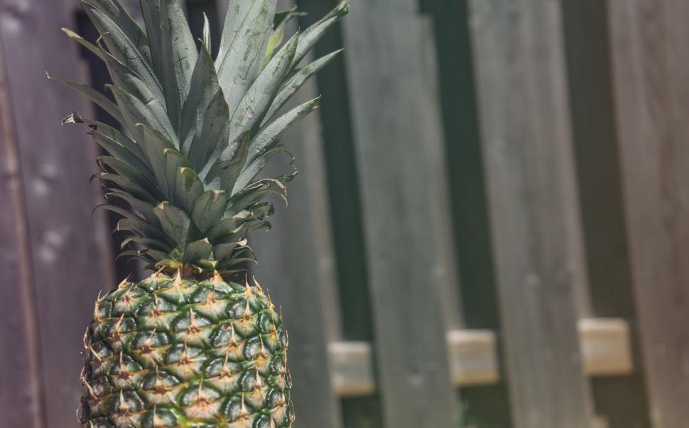 Free Image of Fresh Pineapple  