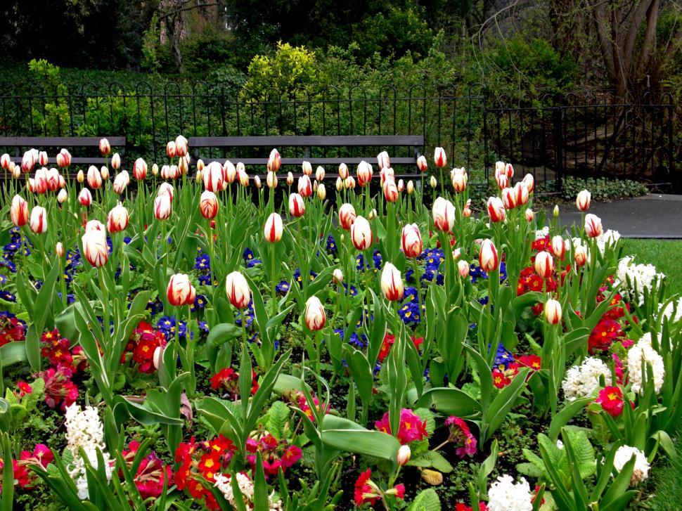 Free Stock Photo of Dublin St. Stephens Green Flowers Download