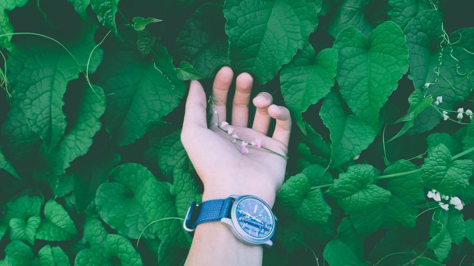 Free Image of Hand and Green Leaves  