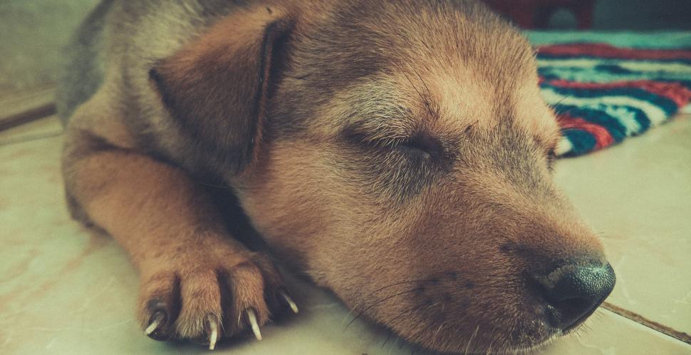 Free Image of Close up of Sleeping Dog  