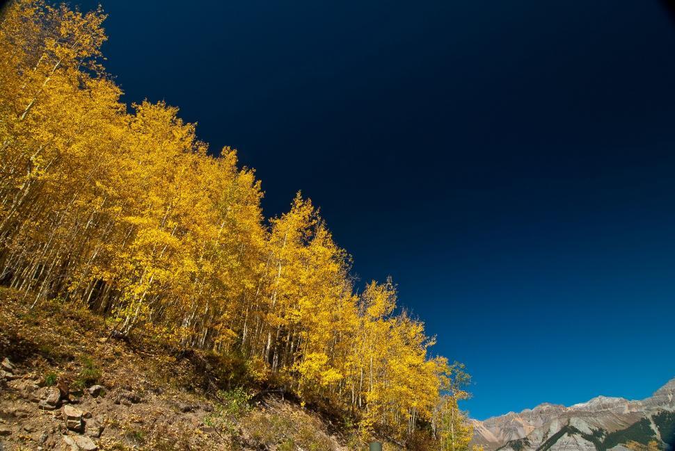 Free Image of Yellow leaves trees 