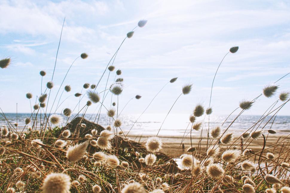 Free Image of Dandelions at seashore 