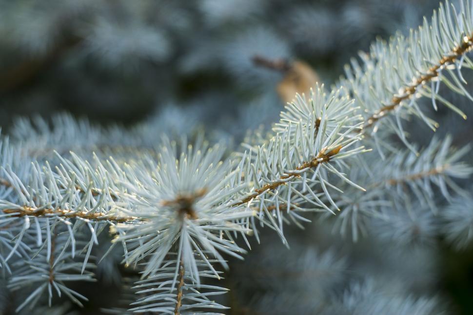 Free Stock Photo of Pine Flowers | Download Free Images and Free