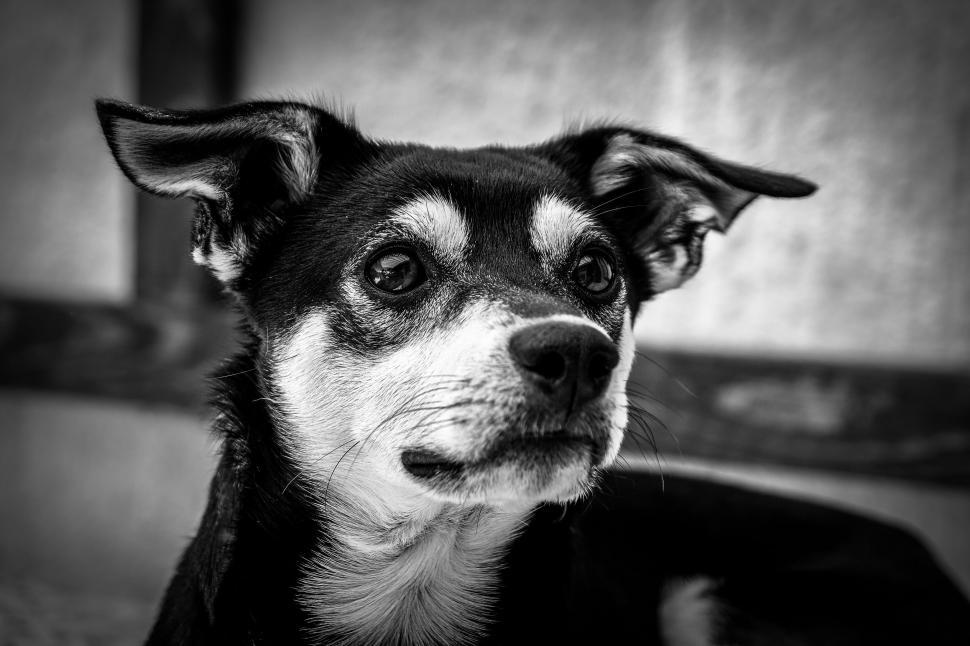 Free Stock Photo of Dog Head - B&W | Download Free Images and Free ...