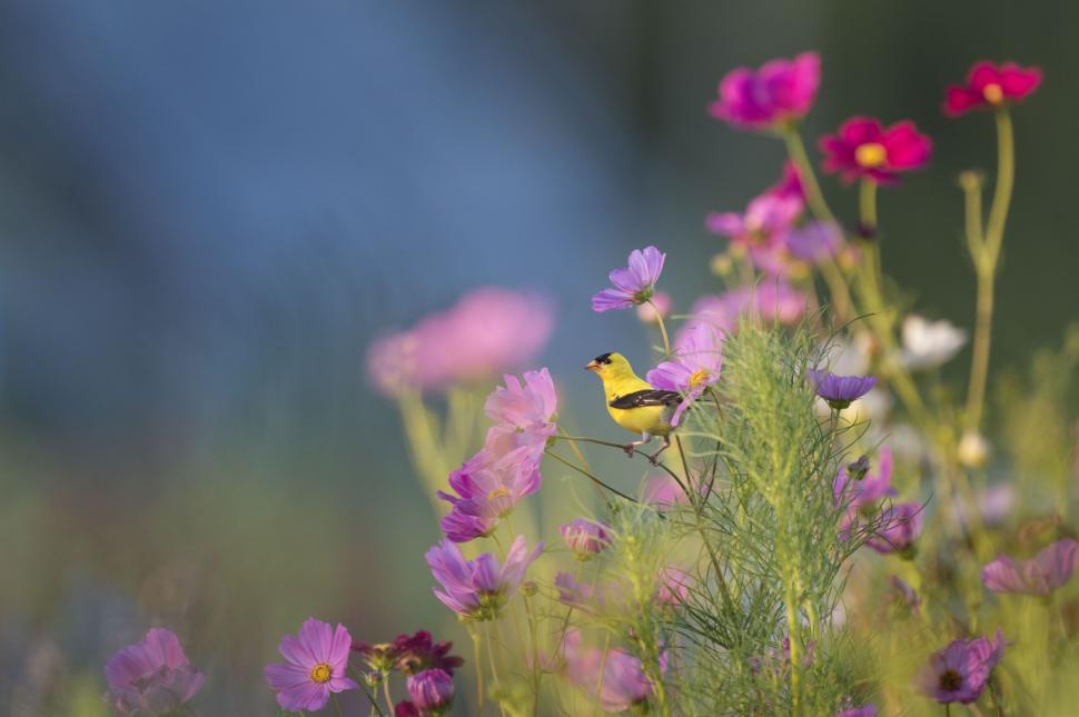 Free Image of Yellow Bird and Flowers  