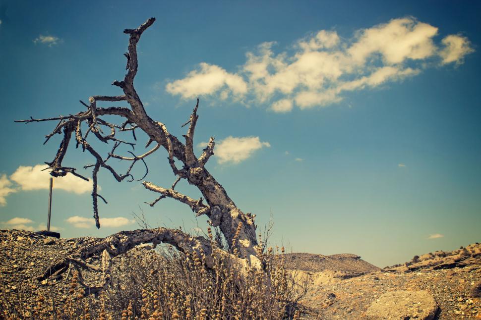 Free Image of Dead Tree and Blue Sky  