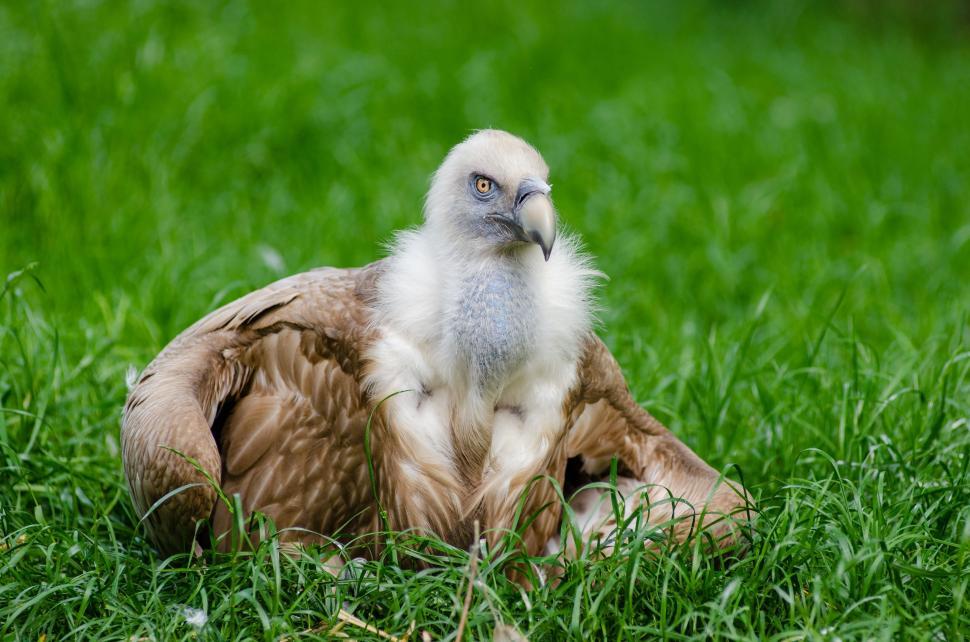 Free Image of White Brown Bird  
