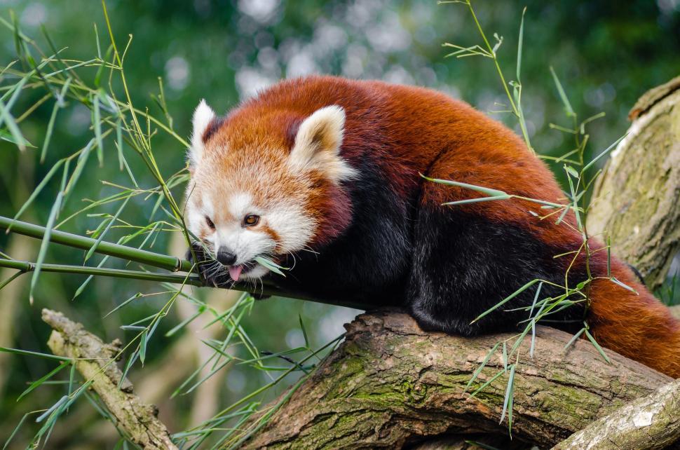 Free Stock Photo of Red Panda with Mouth Open | Download Free Images ...