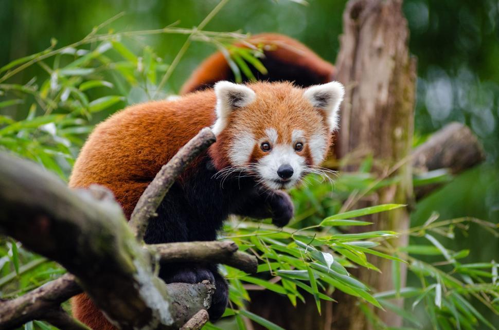 Free Stock Photo of Lesser panda on tree | Download Free Images and ...