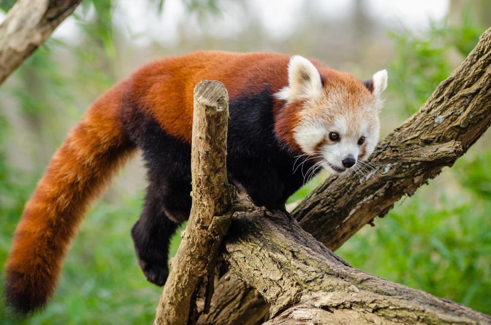 Free Stock Photo of Lesser panda | Download Free Images and Free ...