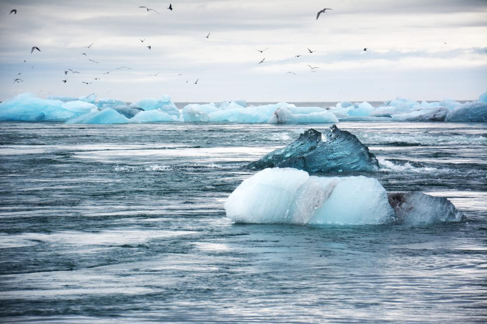 Free Image of Birds over frozen sea  